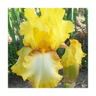 Iris des jardins radiant apogee/iris germanica radiant apogee[-]lot de 9 godets