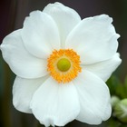 Anémone du japon  japonica honorine jobert/anemone japonica 'honorine jobert'[-]lot de 3 godets