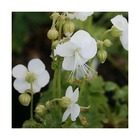 Géranium à grosses racines macrorrhizum white ness/geranium macrorrhizum white ness[-]lot de 3 godets