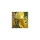 Iris des jardins bayberry candle/iris germanica bayberry candle[-]lot de 9 godets