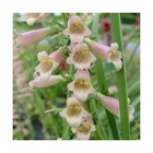 Digitale glory of roundway/digitalis x glory of roundway[-]lot de 5 godets