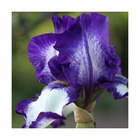 Iris des jardins stepping out/iris germanica stepping out[-]lot de 5 godets