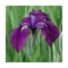 Iris japonais variegata/iris ensata variegata[-]lot de 3 godets