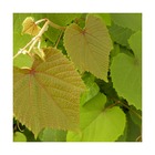 Vigne d'ornement sunning dale/vitis coignetae sunning dale[-]pot de 1,5l - tuteur bambou 30/60 cm