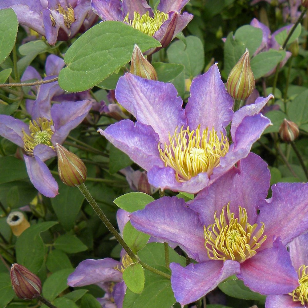 Clématite exciting® 'zoexci'/clematis exciting® 'zoexci'[-]pot de 2l