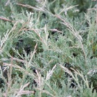 Genévriers x media hetzii/juniperus x media hetzii[-]godet - 5/20 cm