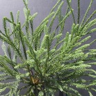 Cèdre du japon japonica araucarioides/cryptomeria japonica araucarioides[-]godet - 5/20 cm