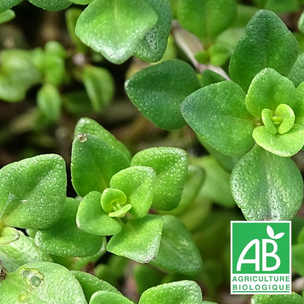 Thym citron bio/thymus culinary lemon[]lot de 9 godets Truffaut