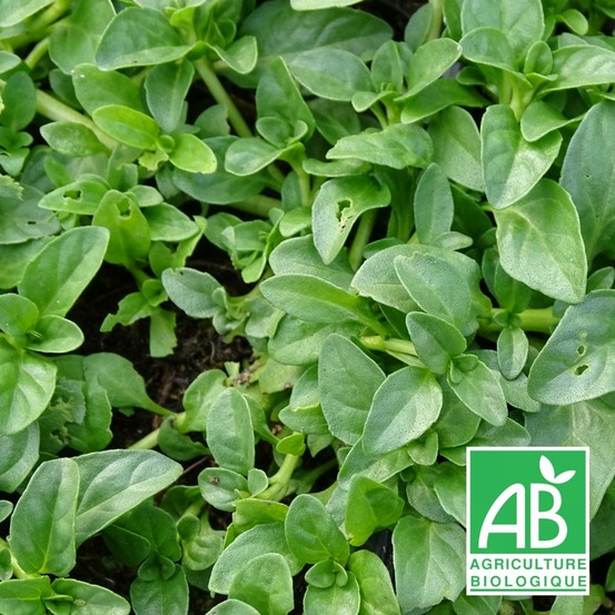 Menthe pouliot - sans traitement lot de 9 godets