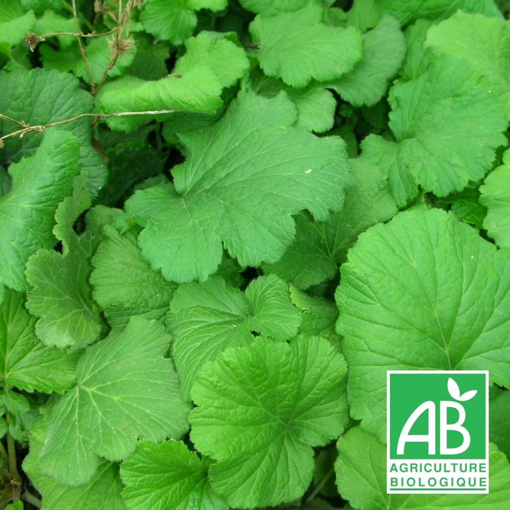 Benoîte commune - sans traitement lot de 5 godets