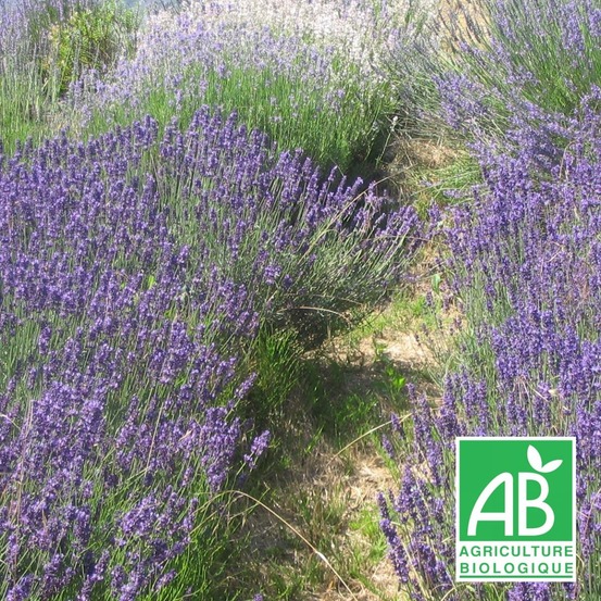 Lavande grosso, lavandin - sans traitement lot de 3 godets