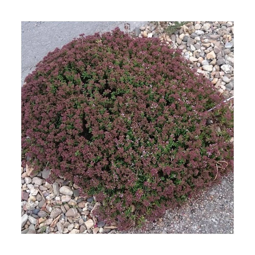 Origan compactum/origanum vulgare compactum[-]lot de 9 godets | Truffaut