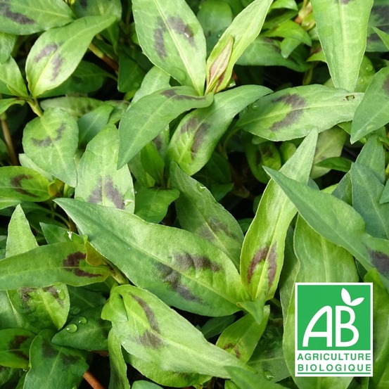 Coriandre vietnamienne - sans traitement lot de 9 godets