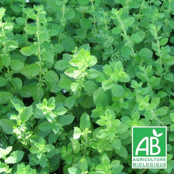 Mélisse officinale - sans traitement lot de 5 godets