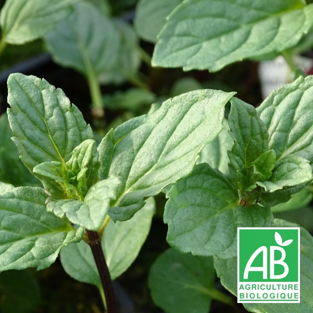 Menthe réglisse - sans traitement lot de 5 godets