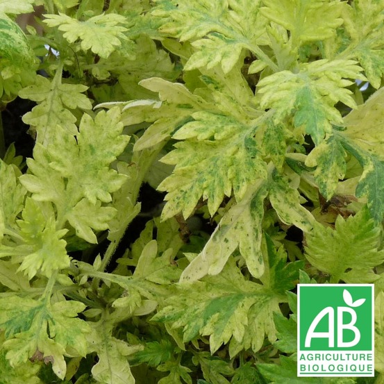 Armoise commune panachée - sans traitement lot de 9 godets