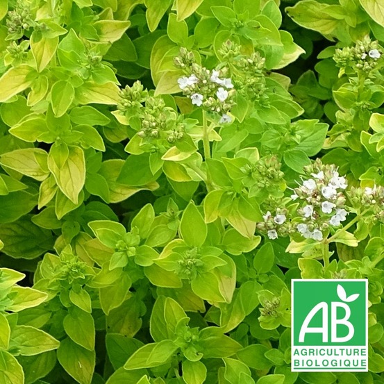 Origan doré - sans traitement lot de 5 godets