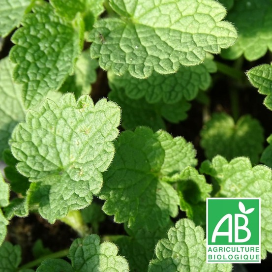 Lamier maculé album - sans traitement lot de 9 godets