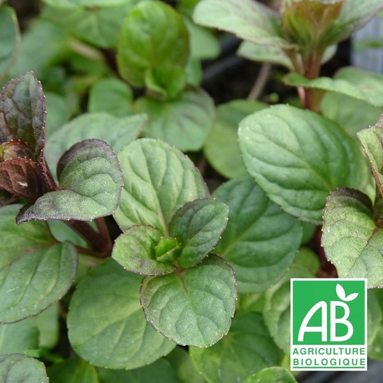 Menthe eau de cologne - sans traitement lot de 3 godets