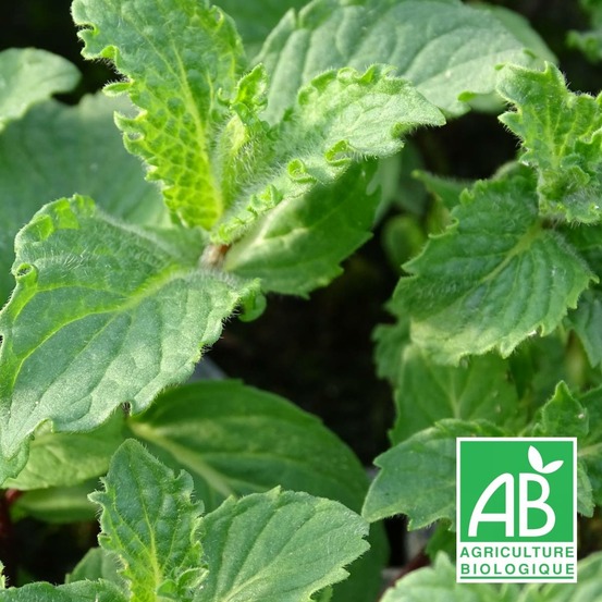 Menthe poivrée crispée - sans traitement lot de 9 godets