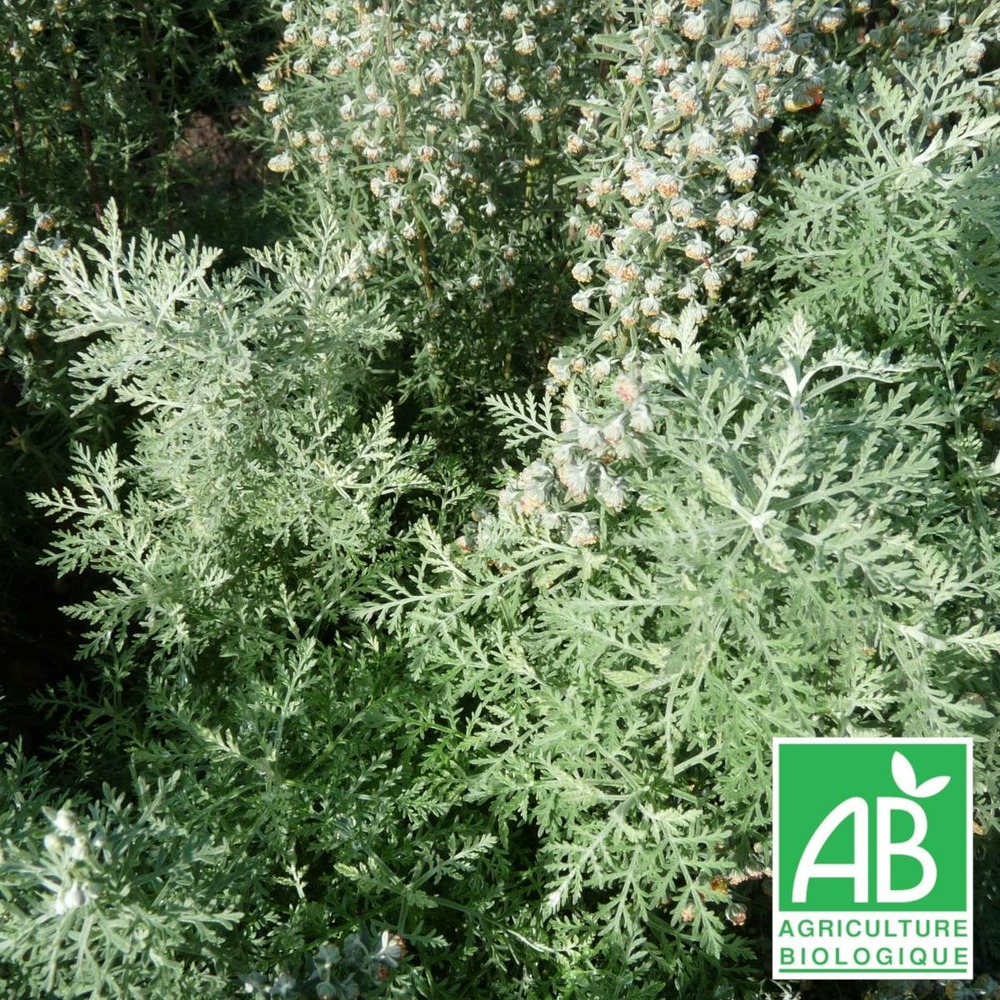 Absinthe romaine - sans traitement lot de 5 godets