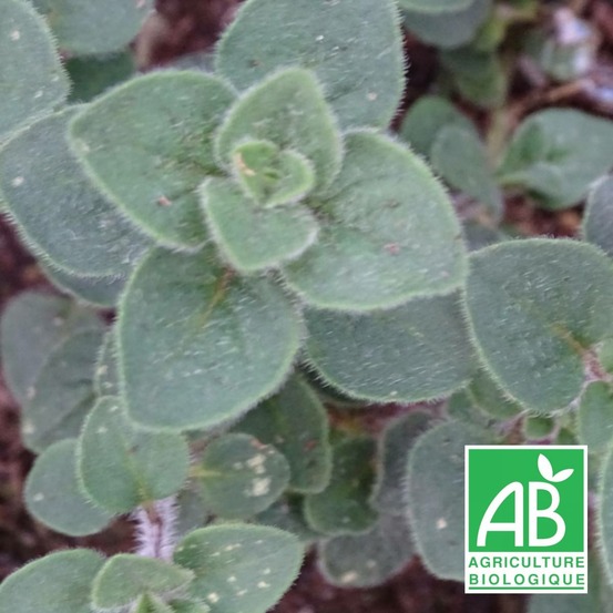 Origan hot and spicy - sans traitement lot de 5 godets