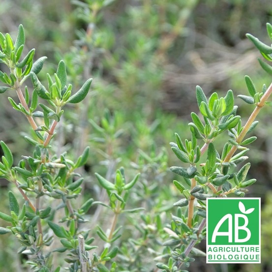 Thym commun - sans traitement lot de 9 godets