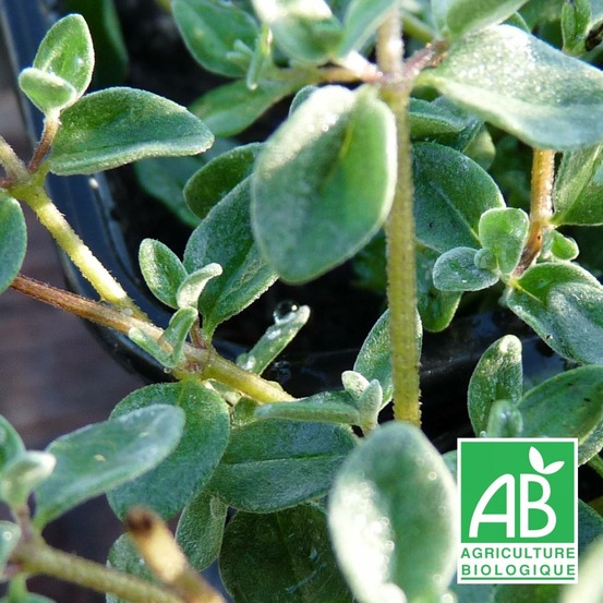 Origan à petites feuilles - sans traitement lot de 9 godets