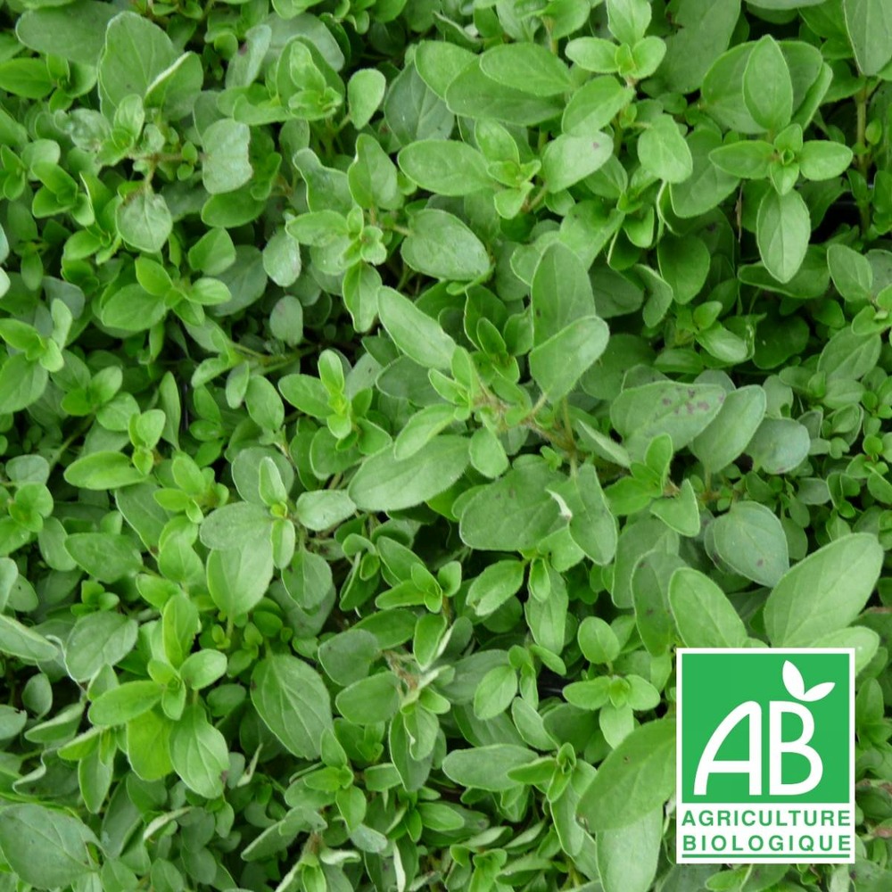 Origan compact - sans traitement lot de 3 godets