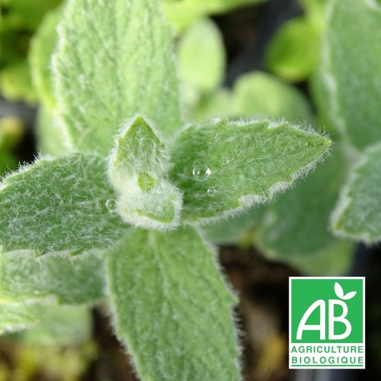 Menthe à feuilles de buddleia - sans traitement lot de 9 godets