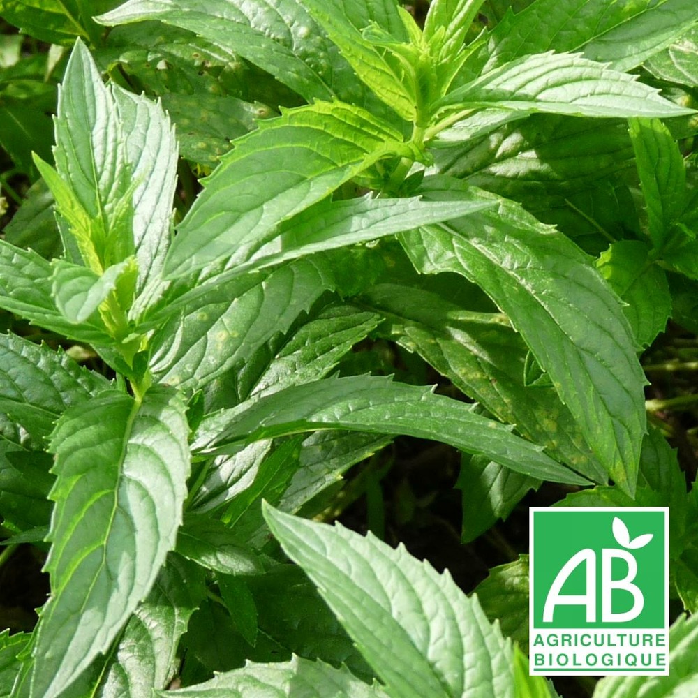 Menthe chinoise - sans traitement lot de 5 godets