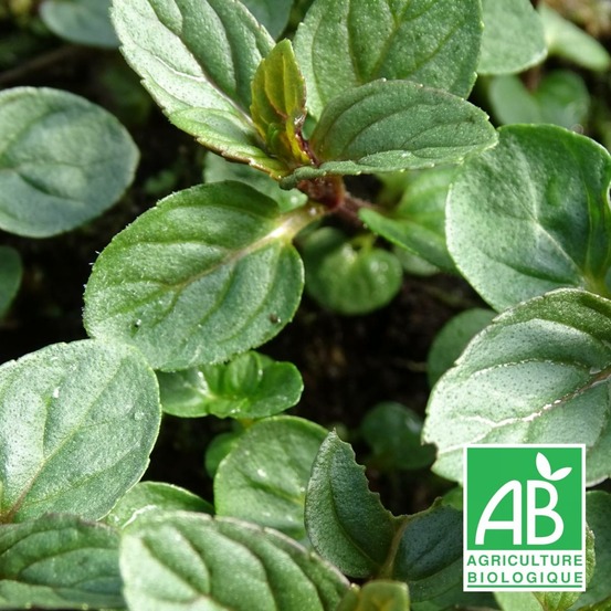 Menthe chocolat - sans traitement lot de 5 godets