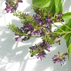 Glycine d'été japonica satsuma/milletia japonica satsuma[-]godet