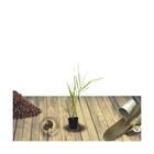 Canne de provence donax variegata/arundo donax variegata[-]godet - 5/20 cm