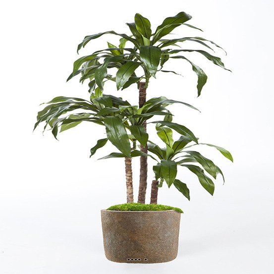 Dracaena artificiel fragrans 3 troncs en pot h 120 cm vert d 60 cm - dimhaut: h