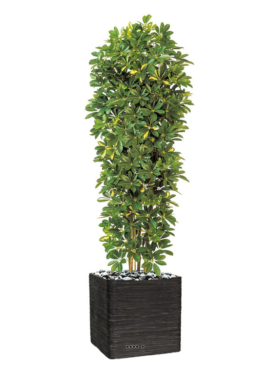 Schefflera artificiel en colonne en pot h 195 cm vert-jaune