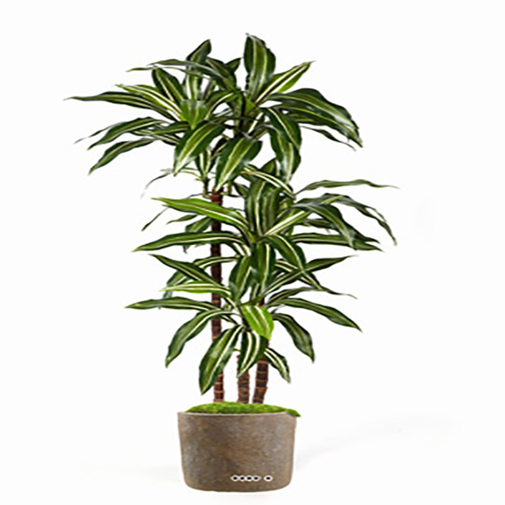 Dracaena artificiel fragrans 3 troncs en pot h 150 cm blanc-vert d 70 cm - dimha