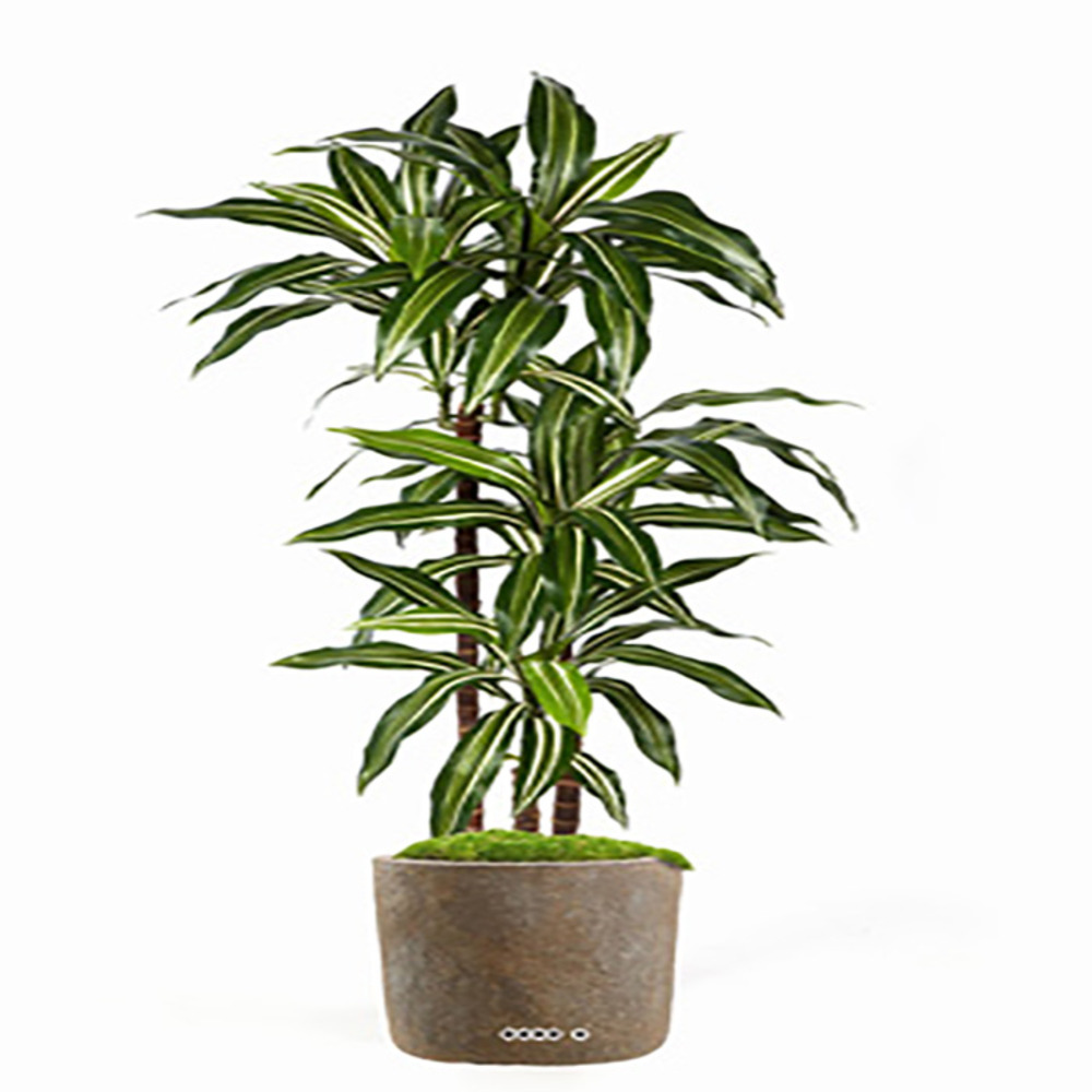 Dracaena artificiel fragrans 3 troncs en pot h 120 cm blanc-vert d 60cm - dimhau