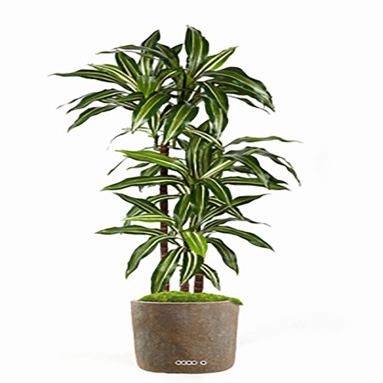 Dracaena artificiel fragrans 3 troncs en pot h 120 cm blanc-vert d 60cm - dimhau
