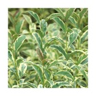 Troène luisant, troène de chine lucidum tricolor/ligustrum lucidum tricolor[-]godet - 5/20 cm
