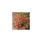Fuchsia de californie/zauschneria cana[-]lot de 5 godets