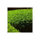 Houx crénelé dark green®/ilex crenata dark green®[-]pot de 3 l - ¤ 15 cm