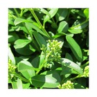Troène vulgare/ligustrum vulgare[-]pot de 4l - 40/60 cm