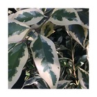 Troène de californie ovalifolium argenteum/ligustrum ovalifolium argenteum[-]pot de 3l - 40/60 cm