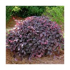 Loropetalum chinensis ruby runner/loropetalum chinensis ruby runner[-]pot de 3l - 20/40 cm