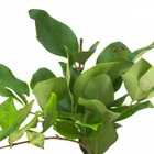 Troène du japon japonicum texanum/ligustrum japonicum texanum[-]pot de 7,5l - 60/80 cm