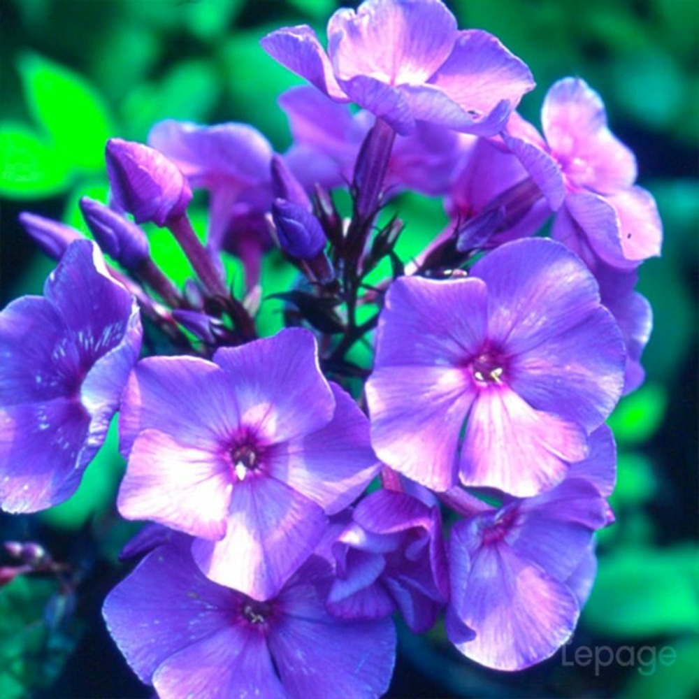 2 Phlox 'Blue Paradise' (Phlox 'Blue Parad…