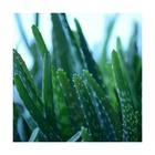 Aloe vera - aloe des barbades/aloe vera[-]pot de 7,5l - 40/60 cm