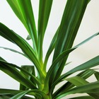 Yucca filamenteux/yucca filamentosa[-]pot de 3l - 40/60 cm