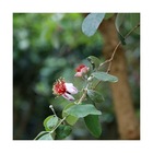 Goyavier du brésil sellowiana triumph/feijoa sellowiana triumph[-]pot de 4l - 40/60 cm